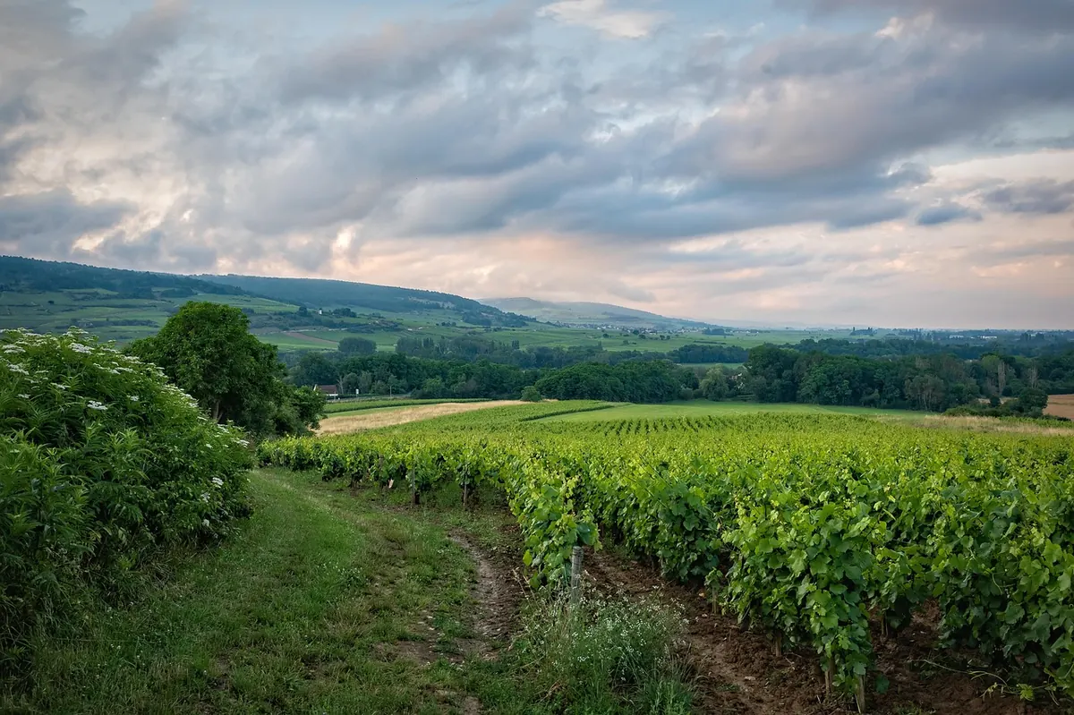 How to Plan a Vineyard Tour in the UK: A Beginner's Checklist